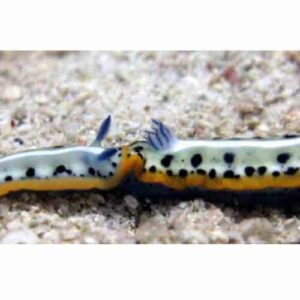 Snorkel trip to the Caracas bay Peninsula