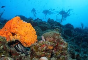 Ontdek de wonderen onder water met een 2 Tank begeleide duik bij Blue Bay House Reef