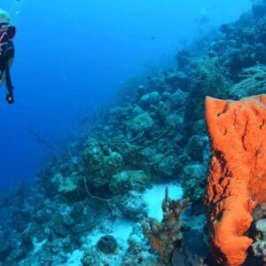Complete Your PADI Open Water Certification with Coral Divers
