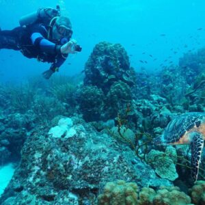 Dive into Adventure with Coral Divers: 1 Tank Guided Shore Dive House Reef