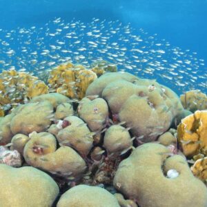 Explore the Wonders of Curaçao with a 2 Tank Guided Shore Dive