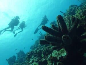 Ontdek de PADI Scuba Diver Cursus bij Coral Divers op Curaçao