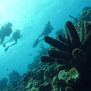 Discover the PADI Scuba Diver Course at Coral Divers in Curaçao