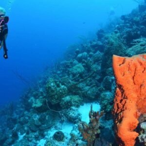Refresh Your Dive Skills with Coral Divers in Curaçao
