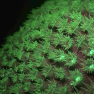 Experience the Magic of Fluorescent Night Diving in Curaçao