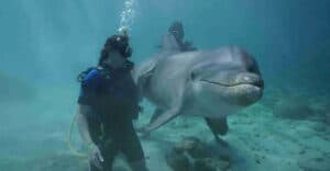 Experience the Lagoon Dolphin Dive in Curaçao