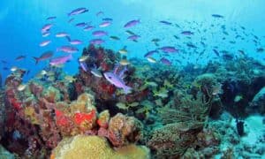 Discover the Underwater World with the PADI Fish Identification Specialty Course in Curaçao