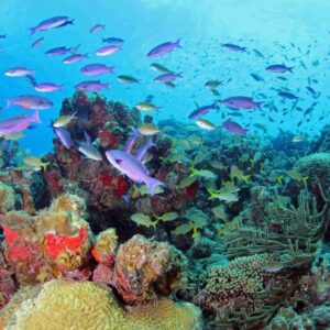 Discover the Underwater World with the PADI Fish Identification Specialty Course in Curaçao