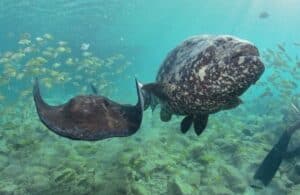 Animal Encounter Curacao