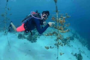 Dive for a Purpose: The PADI Reef Renewal Specialty Course in Curaçao