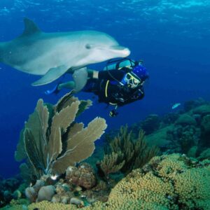 Dive into Adventure: Open Water Dolphin Dive in Curaçao