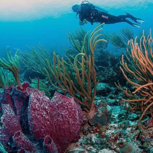 Duik dieper met Nitrox Tanks van Go West Diving op Curaçao