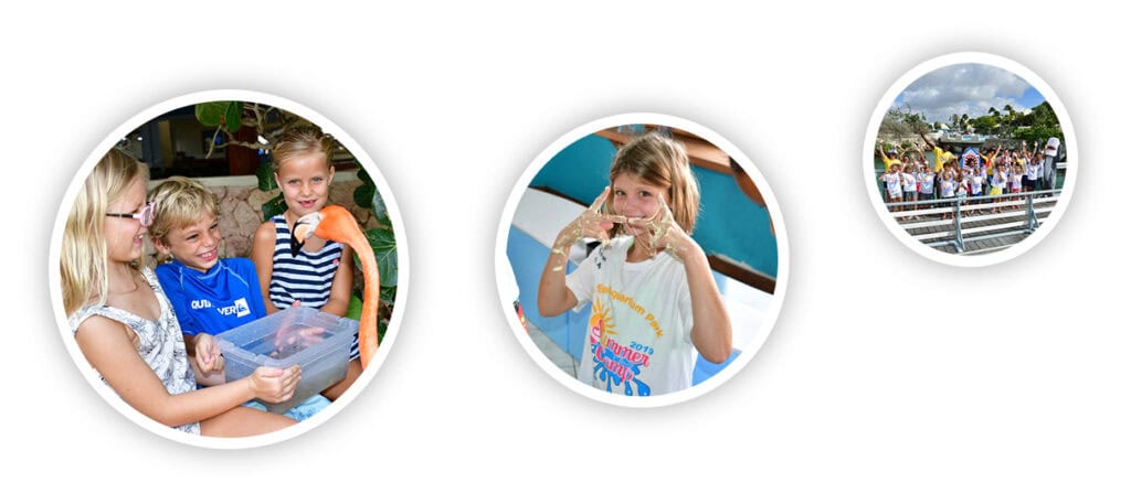 Ontdek de wonderen van de zee met de school- en sociale projecten van het Curacao Sea Aquarium