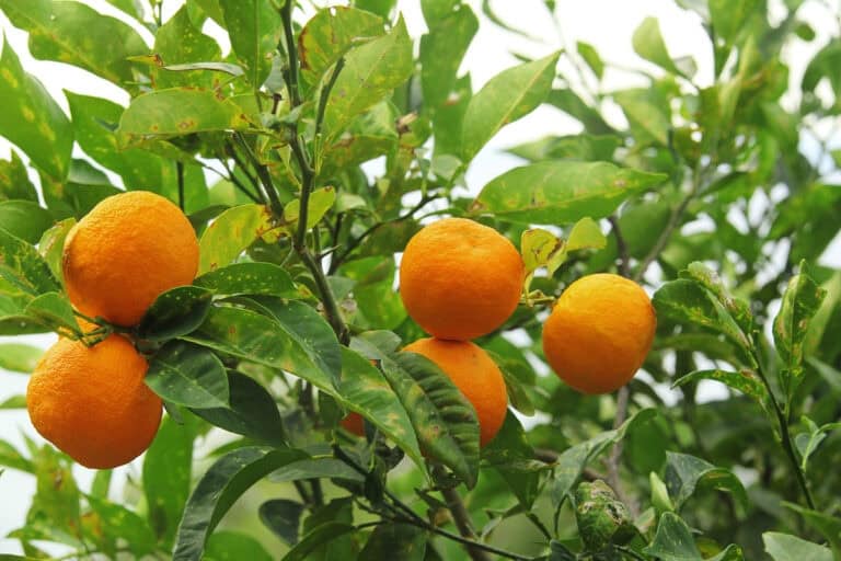 What fruit is Curaçao known for