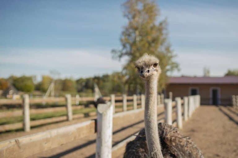 ostrich farm curacao