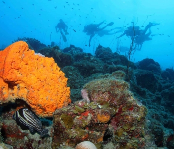 Discover the Underwater Wonders with a 2 Tank Guided Dive at Blue Bay House Reef