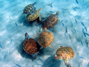 Ontdek de Westpoint Snorkel/duik Tour met Jan Thiel Duiken