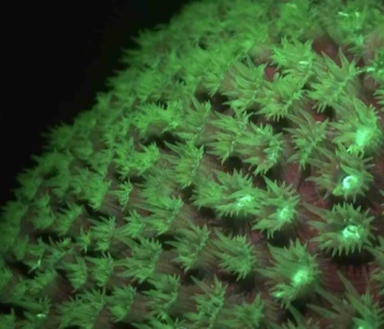 Experimente la magia del buceo nocturno fluorescente en Curazao