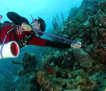 Experiencia de buceo con pez león en Curazao