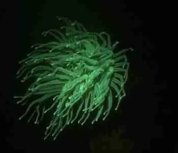 Experimente la magia del buceo nocturno fluorescente en Curazao