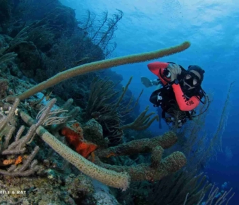 Curso Discover Scuba Diving en Curazao