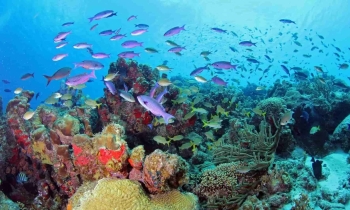 Descubre el mundo submarino con el curso de especialidad de identificación de peces PADI en Curazao