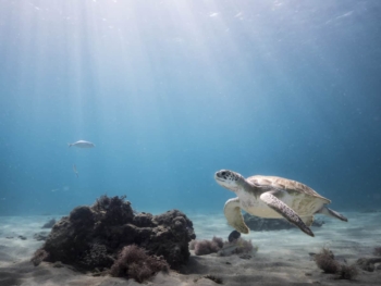 Duurzaam duiken op Curaçao: Duik voor duik onze oceanen beschermen