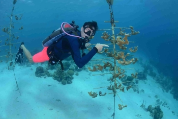Bucear con un propósito: el curso de especialidad PADI Reef Renewal en Curazao