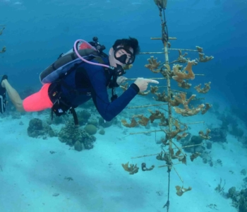 Bucear con un propósito: el curso de especialidad PADI Reef Renewal en Curazao