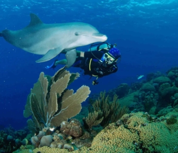 Sumérgete en la aventura: buceo con delfines en aguas abiertas en Curazao