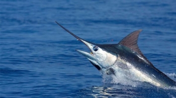 Pesca de Marlin en Curaçao: La mejor experiencia de pesca deportiva en alta mar