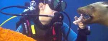 Duiken in de baai van de directeur