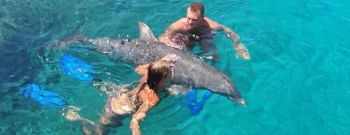 Dolphin Encounter