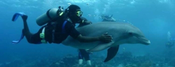 Dolphin Scuba Encounter