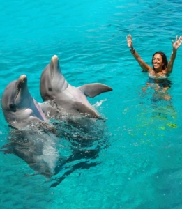 Dive with the Dolphins in Curaçao: An Unforgettable Adventure