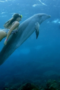 Dive with Dolphins in Curaçao: An Unforgettable Adventure