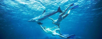 Open Water Dolphin Dive