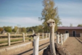Ostrich Farm Curacao
