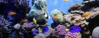 Duik naar de superieure producent